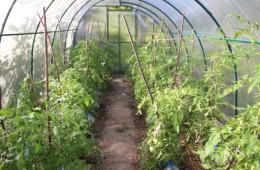 Как выращивать помидоры в теплице?